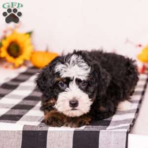 Elaine, Mini Bernedoodle Puppy